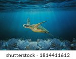 Sea Turtle Swimming In Ocean...