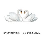 Two swans isolated on white background