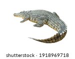 Nile Crocodile  Crocodylus...