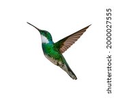 Flying hummingbird isolated on...