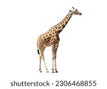 Giraffe isolated on white...