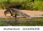 A nile crocodile  the bigger...