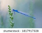The Blue Tailed Damselfly Or...