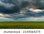 agricultural field with green wheat sprouts, dramatic spring landscape on cloudy day, overcast sky as background
