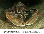 European lobster or common lobster, Homarus gammarus
