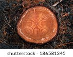 Tree rings on a cut log in a conifer forest after logging