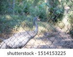 Small photo of Red Faced Sandhill Crane in Captivity