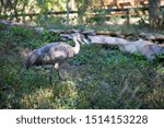 Small photo of Red Faced Sandhill Crane in Captivity