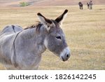 Grey Coloured Donkey In Custer...