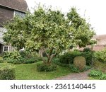 Small photo of Very ancient Medlar tree ( Mespilus germanica) possibly planted in Tudor times, bearing fruit, growing in a garden in Lewes, East Sussex, UK.