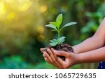 Earth Day In the hands of trees growing seedlings. Bokeh green Background Female hand holding tree on nature field grass Forest conservation concept