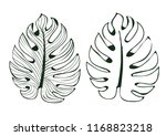 the leaves monstera used in... | Shutterstock .eps vector #1168823218