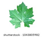 Zucchini Green Leaf Isolated On ...