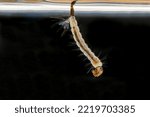 Small photo of Macro of mosquito larva on black background. Mosquito's larva in water.