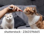 Small photo of Calico Cats are eating snacks from plastic bags. Kittens are eating food from the hands of women on black background.The cat is using its tongue to lick food supplements.
