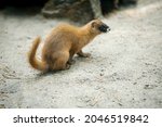 Siberian weasel (Mustela sibirica) or kolonok is a medium-sized weasel native to Asia. Weasel builds its nest inside fallen logs. Wild animal on a tree log. Close up portrait in natural environment
