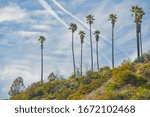 california landscape. Palm trees and beautiful sky background. View from Hollywood Hills