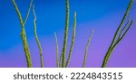 Small photo of Ocotillo stems on the blue sky background, the desert plant also known as buggywhip, candlewood, slimwood, desert coral, or vine cactus