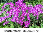 Purple Pink Orchid From...