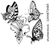 butterfly and flower herb... | Shutterstock . vector #1344873485