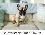 French bulldog sitting on couch - horizontal
