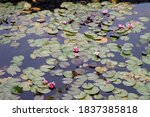 Water Lilies In Autumn....