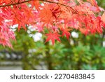 Bright Red Autumn Leaves Of...
