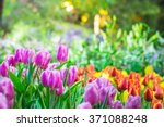 Colorful Tulip Garden In Spring