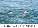 Small photo of Two Humpback Whales backs facing eachother