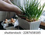 woman hands cutting spring onion cultivated in white plastic pot. Home gardening concept
