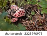 Small photo of Inedible Hydnellum peckii or ferrugineum fungus with funnel-shaped cap with a white edge and bright red guttation droplets, common names: strawberries and cream, bleeding Hydnellum, Devil's tooth.