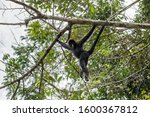 Black Spider Monkey In Amazon...