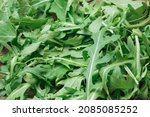 Small photo of Arugula green leafy vegetable healthy vitamin salad Eruca vesicaria cabbage family on table close-up, food vegetable background