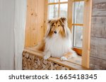 The Rough Collie Dog At Home....
