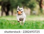 A dog runs through the grass with a ball in his mouth. French bulldog 