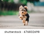 Yorkshire terrier puppy running outdoor