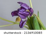 Withered Tulip Flowers With...