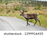 Big Caribou Is Crossing The...