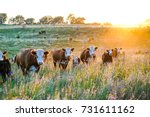 Nebraska Hereford Cattle At...