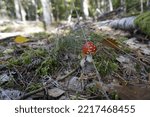 Small photo of Fly agaric mushroom. Amanita muscaria mushroom. Beautiful mushroom at the forest. Redcap fungi. Beautiful Fall nature. Autumn forest.