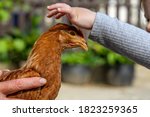 Small photo of Little girl cosset a hen life on the farm farmers hosting concept