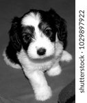 Small photo of Little Black and White Cute Puppy, Big Muzzle, Uncomplaining Lovely Eyes, Sweetie Dog