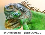 A Big Iguana Lizard On Green...