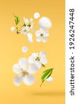 Small photo of A beautiful image of sping white cherry flowers flying in the air on the pastel yellow background. Levitation conception. Hugh resolution image