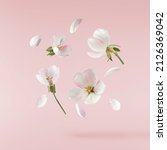 Fresh quince blossom, beautiful pink flowers falling in the air isolated on pink background. Zero gravity or levitation, spring flowers conception, high resolution image