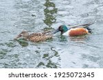 Pair of Northern Shoveler ducks swimming in calm lake