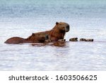 Five Capybaras Chicks Swimming...