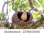 Small photo of Nest of Rufous Hornero as know as joao-de-barro. The bird that builds its house from clay to procreate. Species Furnarius rufus. Birdwatcher.