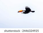 A toco toucan also known as a...