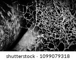 Spider Web On Wood